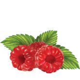 raspberry-ketones.pngX